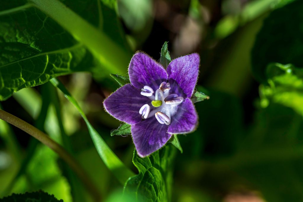 Purple Flower