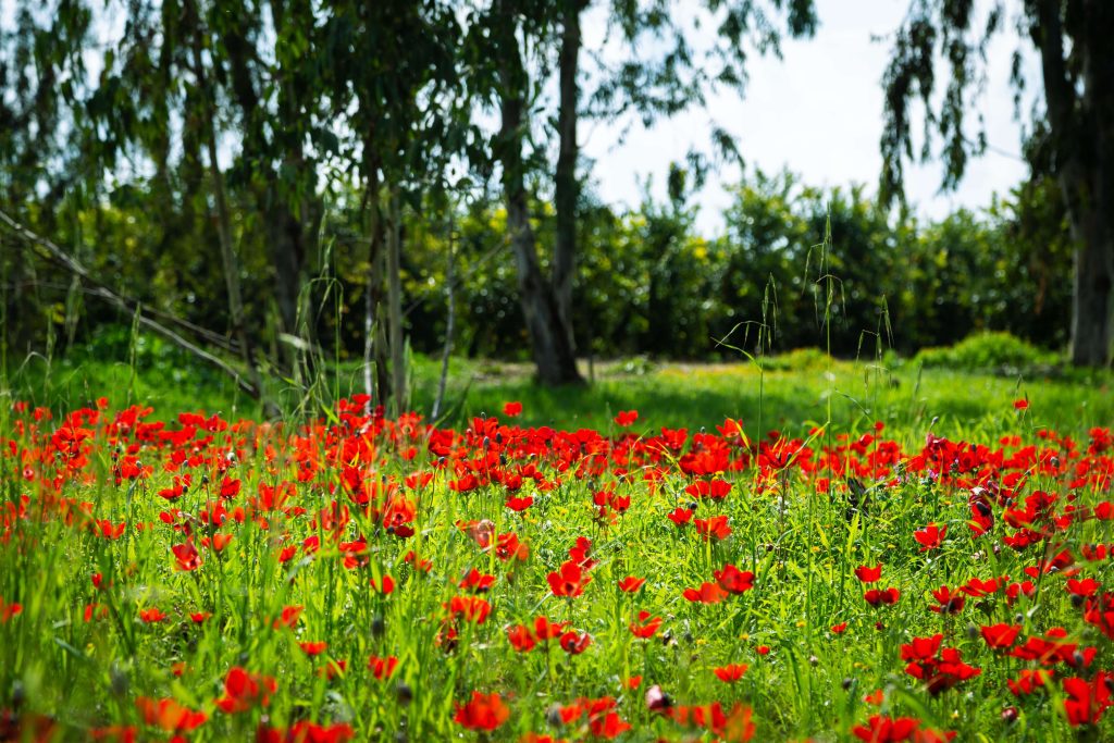 Red Flowers